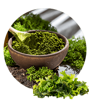 Spirulina
