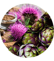 Milk Thistle + Artichoke