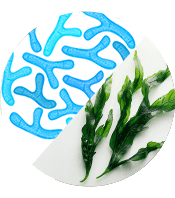 Digestive & Probiotic Support