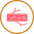 Improved Blood Flow & Circulation
