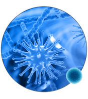 Fungal Lipase + Lactase