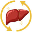 Detoxification Phase 1 & 2