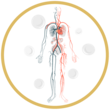 Improves Blood Flow to Peripheral Nerves