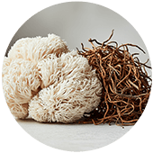 Lion’s Mane + Cordyceps Sinensis