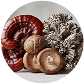 Reishi + Shiitake + Maitake