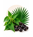 Hair Growth & Follicle Support