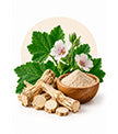 Digestion & Nutrient Support