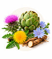 Liver Protection & Bile Support
