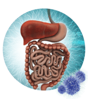 Digestive Enzymes