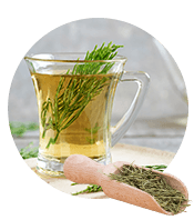 Horsetail