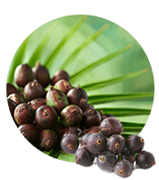 Saw Palmetto