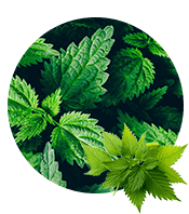 Stinging Nettle